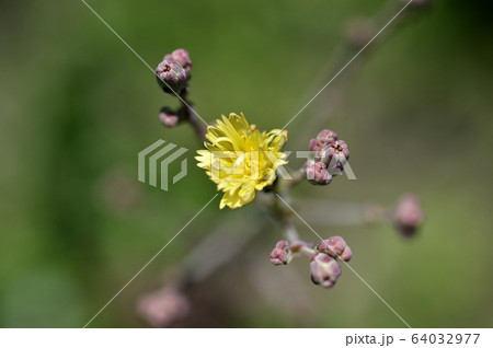 レタスの花 サニーレタスの写真素材