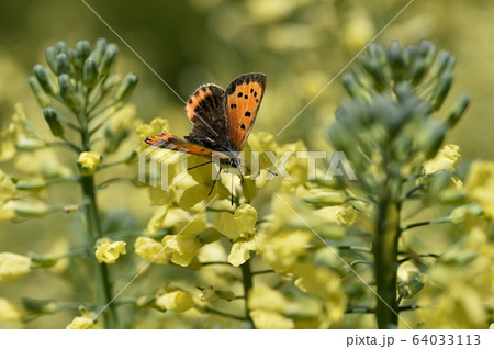 ブロッコリーの蜜を吸うベニシジミ 64033113