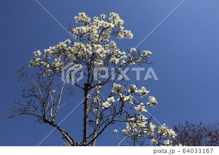 木蓮の花 64033167