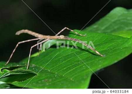 ナナフシ（ナナフシモドキ） 64033184