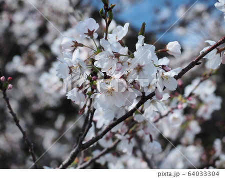 ソメイヨシノの花 サクラ ソメイヨシノ ソメイヨシノの花 サクラ ソメイヨシノ 64033304