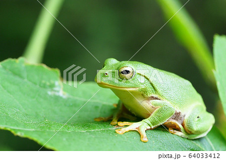 シュレーゲルアオガエル 64033412