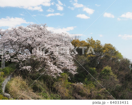 春の万葉岬　桜の咲く岬 64033431