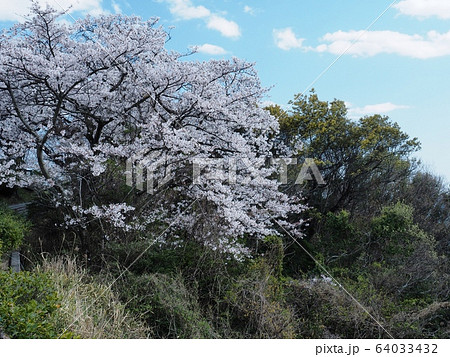 春の万葉岬　桜の咲く岬 64033432