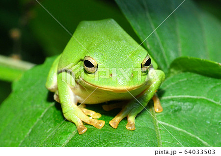 シュレーゲルアオガエル 64033503