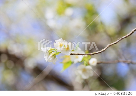 爽やか山桜 64033526