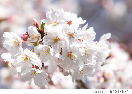 桜 64033674