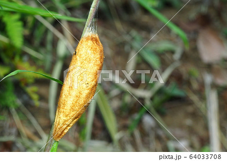 タケカレハの繭 64033708