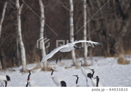 着地する足環付きタンチョウの連続写真(3/23) 着地する足環付きタンチョウの連続写真(3/23) 64033810
