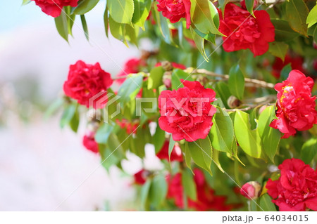 牡丹咲き椿の花 牡丹咲き椿の花 64034015
