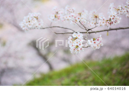 桜の花 ソメイヨシノ 桜の花 ソメイヨシノ 64034016