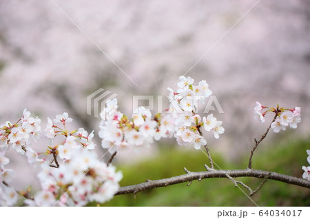 桜の花 ソメイヨシノ 桜の花 ソメイヨシノ 64034017