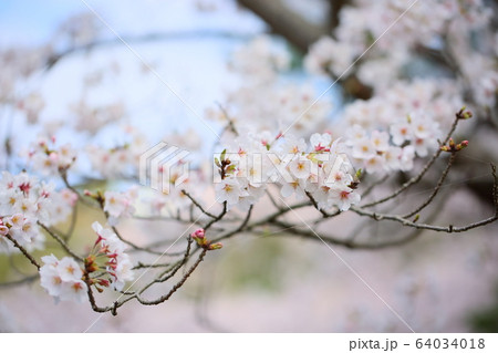 桜の花　ソメイヨシノ 64034018