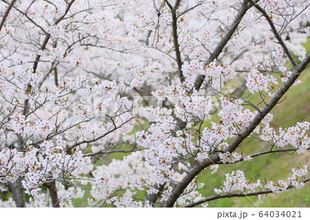 桜の花　ソメイヨシノ 64034021