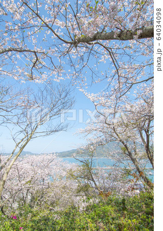 桜と海 桜と海 64034098