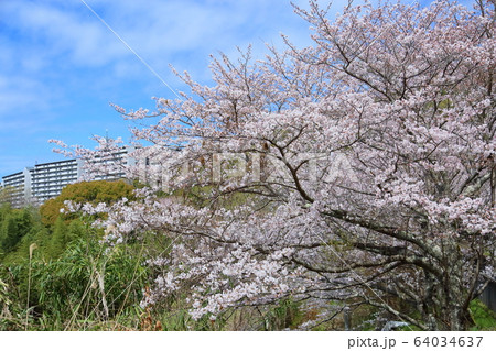 桜の花 ソメイヨシノ 桜の花 ソメイヨシノ 64034637