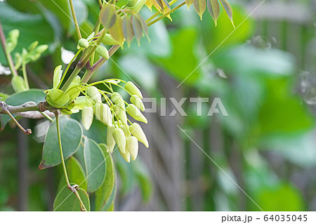 白いムベの蕾 64035045