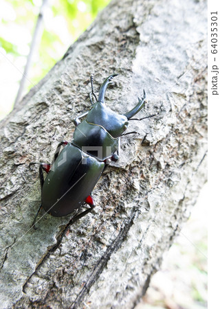 アカアシクワガタ　札幌市 64035301