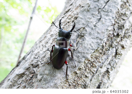 アカアシクワガタ　札幌市 64035302