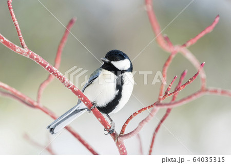 ミズキにシジュウカラ　札幌市 64035315