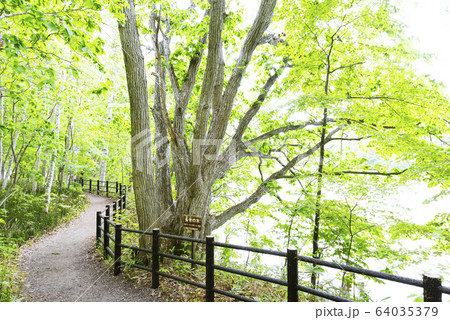 長老の木　西岡公園　札幌市 64035379