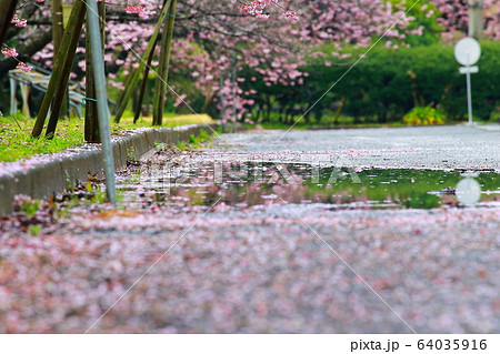 椿寒桜 椿寒桜 64035916