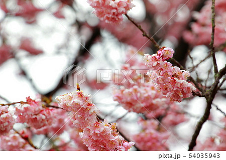 椿寒桜 64035943