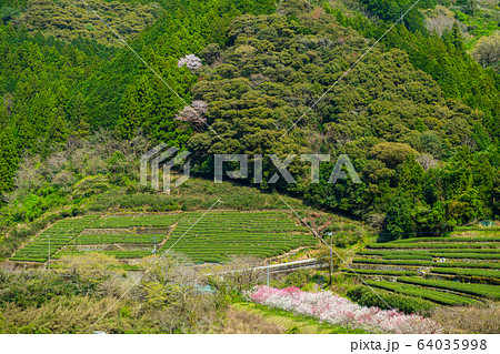 池川の茶畑 池川の茶畑 64035998