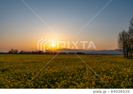福島潟の朝日の光芒と菜の花畑の写真素材