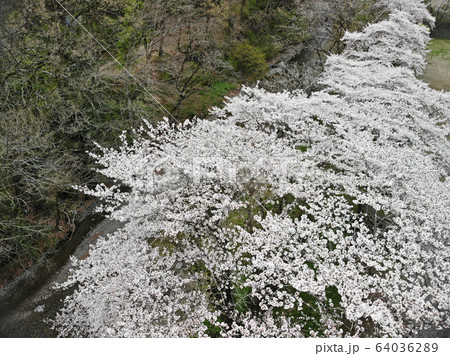 越辺川 桜空撮 越辺川 桜空撮 64036289