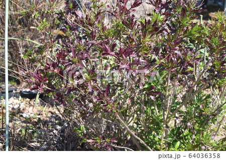 フラーワーパーク江南に咲く春の花 64036358