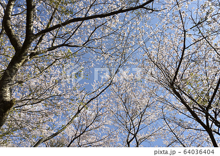 花立公園 64036404