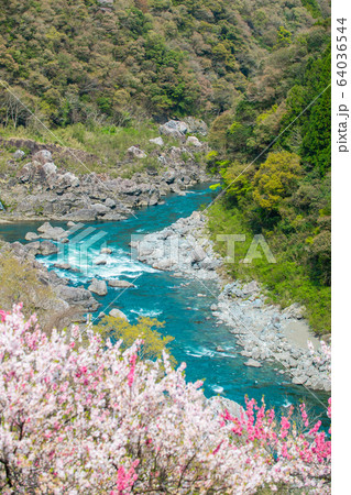 引地橋の花桃 引地橋の花桃 64036544