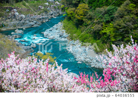 引地橋の花桃 64036555