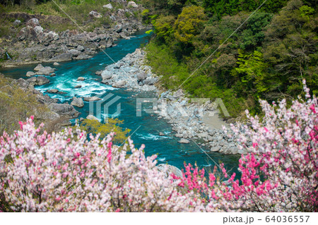 引地橋の花桃 64036557