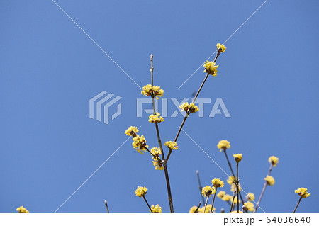 フラーワーパーク江南に咲く春の花 64036640
