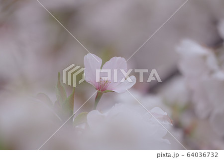 さくら 64036732