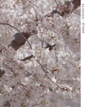 さくら さくら 64036734