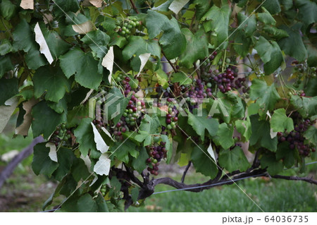 ぶどう_富良野 ぶどう_富良野 64036735