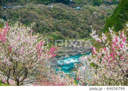 花と仁淀川 花と仁淀川 64036799