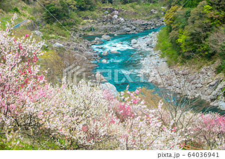 花と仁淀川 花と仁淀川 64036941