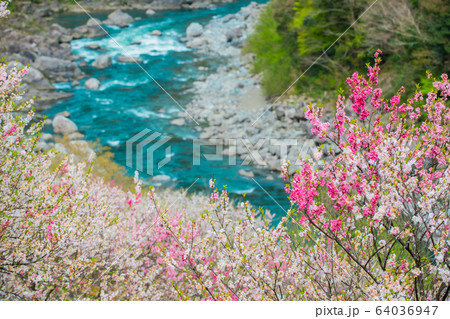 花と仁淀川 64036947