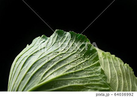 きゃべつ 64036992