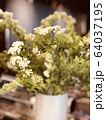 植物 春 64037195