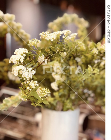 植物 春 64037195
