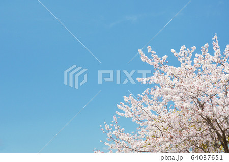桜　コピースペース 64037651