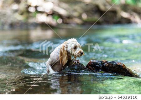 小型犬の冒険 64039110