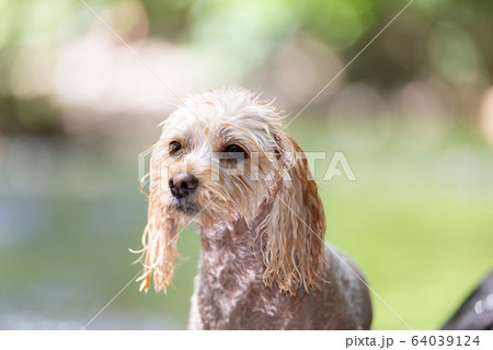小型犬の冒険 64039124