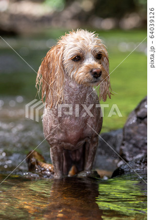 小型犬の冒険 64039126