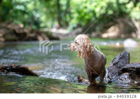 小型犬の冒険 64039128